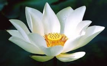 Tâm từ vi diệu